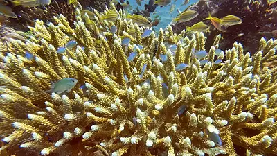 Científicos identifican 166.000 km² de arrecifes de coral capaces de sobrevivir a crisis climática Científicos identifican 166.000 km² de arrecifes de coral capaces de sobrevivir a crisis climática