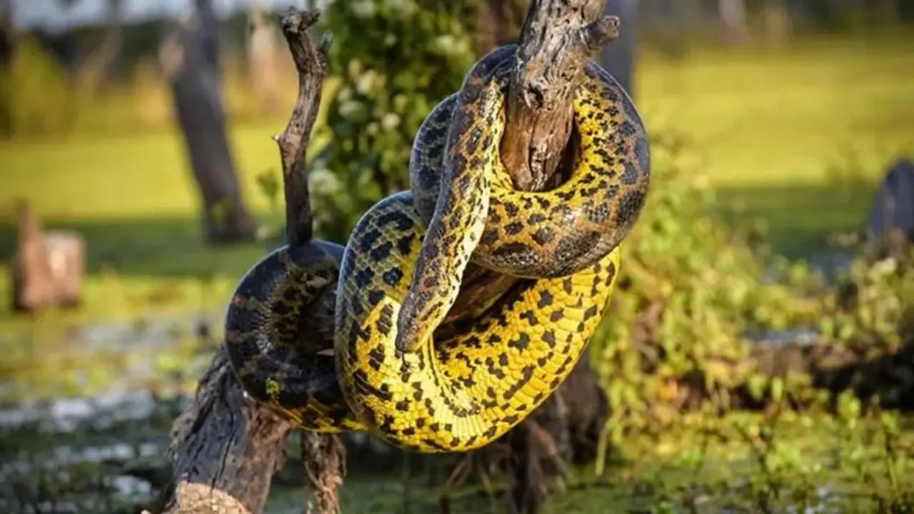 La anaconda amarilla formoseña, uno de los grandes atractivos turísticos del Bañado La Estrella