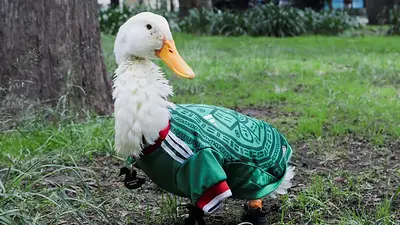 Merlín el pato: De las calles de la Ciudad de México a la fama en el Mundial Merlín el pato: De las calles de la Ciudad de México a la fama en el Mundial