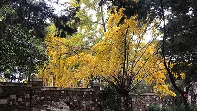 Árboles Árboles