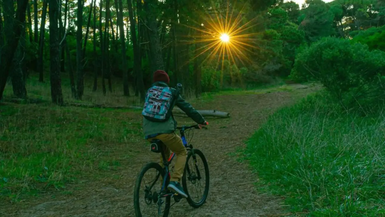 Parece un bosque sacado de un cuento alemán, pero queda en Argentina: el paseo que atrae a miles de curiosos
