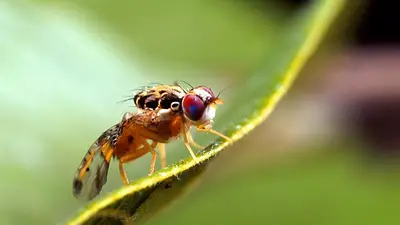 Liberan mil millones de moscas para proteger a los frutales de la plaga más peligrosa del mundo Liberan mil millones de moscas para proteger a los frutales de la plaga más peligrosa del mundo