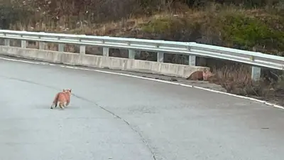 Vieron pumas con cachorros: la advertencia del Parque Nacional Los Glaciares sobre qué hacer Vieron pumas con cachorros: la advertencia del Parque Nacional Los Glaciares sobre qué hacer