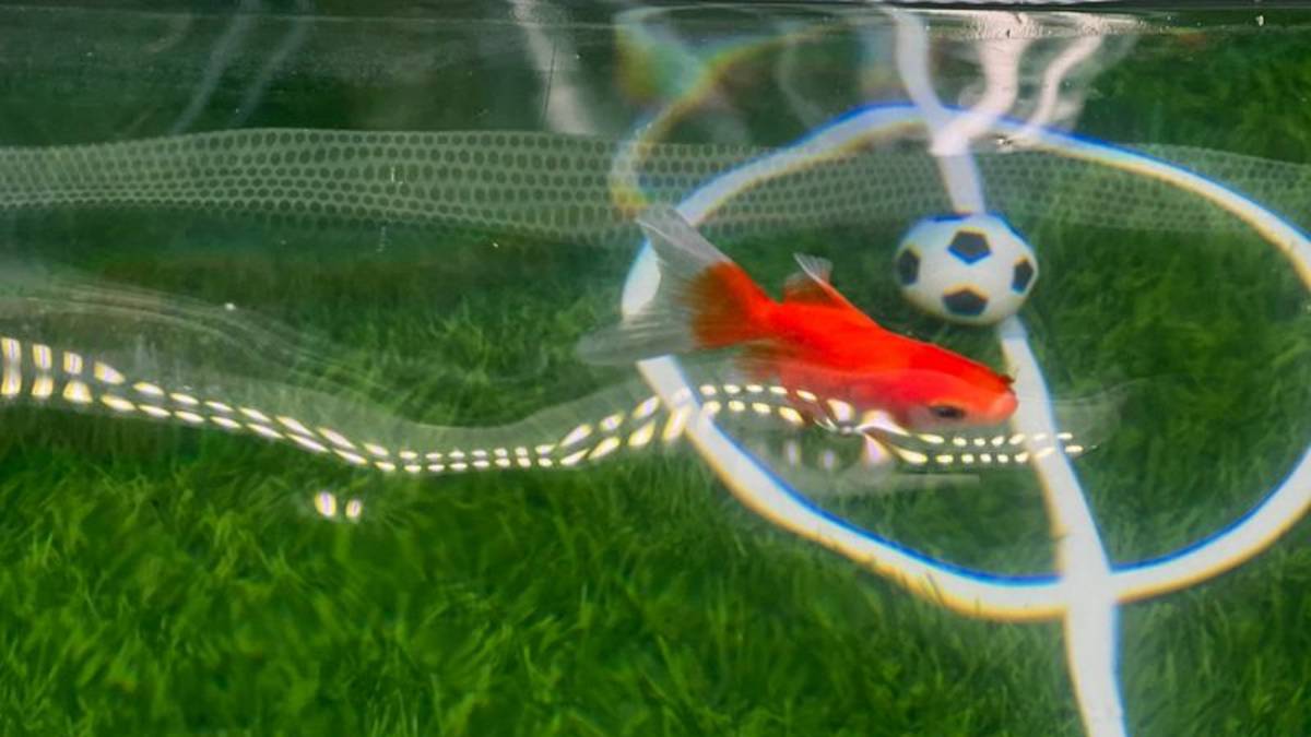 Las predicciones del pez dorado Swimbappé para el Mundial causan sensación en Toronto