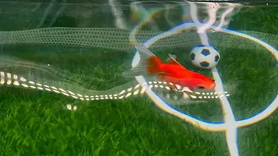 Las predicciones del pez dorado Swimbappé para el Mundial causan sensación en Toronto Las predicciones del pez dorado Swimbappé para el Mundial causan sensación en Toronto