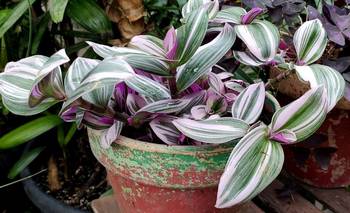 Las 3 especies de plantas que crecen en agua y son tendencia | Jardinería