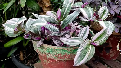 ¿Querés decorar con plantas? Descubrí las 3 especies que crecen en agua y son tendencia ¿Querés decorar con plantas? Descubrí las 3 especies que crecen en agua y son tendencia