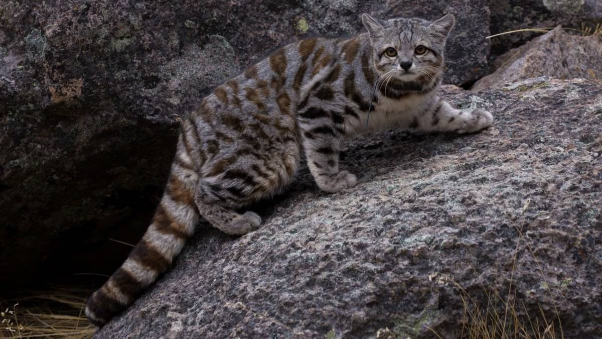Quedan menos de 2.200 en el mundo y reapareció en Argentina: el plan desesperado para salvar al felino más amenazado de América
