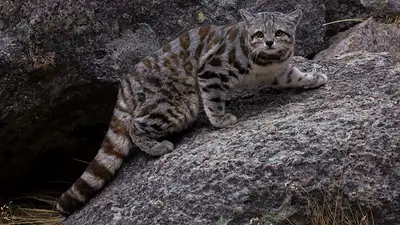 Gato andino. Gato andino.