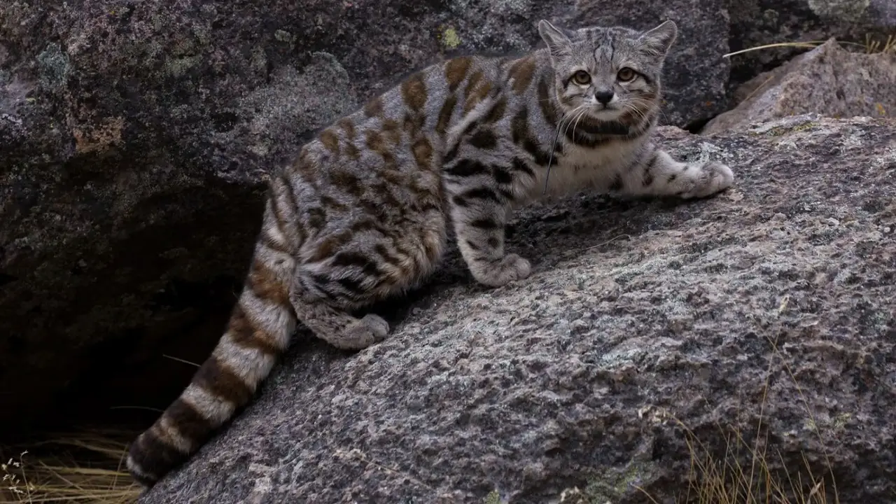 Gato andino.