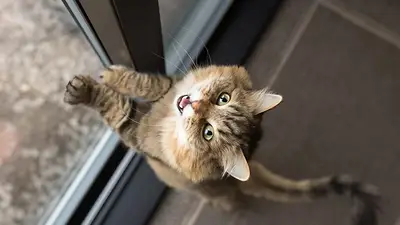 Gato. Gato.