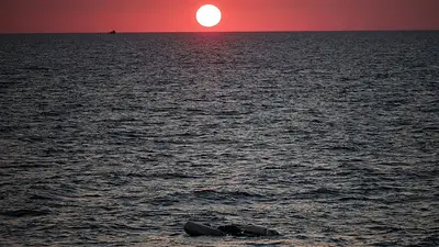 Aparecen al menos 15 cadáveres de inmigrantes en la costa oriental de Libia: fuentes Aparecen al menos 15 cadáveres de inmigrantes en la costa oriental de Libia: fuentes