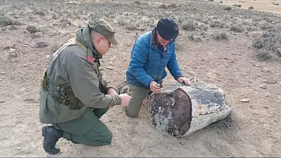 Hallaron un misterioso bosque de 50 millones de años en Argentina Hallaron un misterioso bosque de 50 millones de años en Argentina