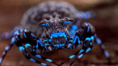 Hallan nuevos animales en África que cambian la ciencia para siempre: arañas de color azul y más Hallan nuevos animales en África que cambian la ciencia para siempre: arañas de color azul y más