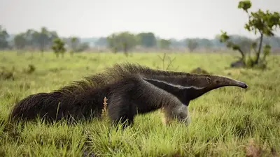 Vuelven después de 130 años: el animal en peligro que se expande por América Latina Vuelven después de 130 años: el animal en peligro que se expande por América Latina