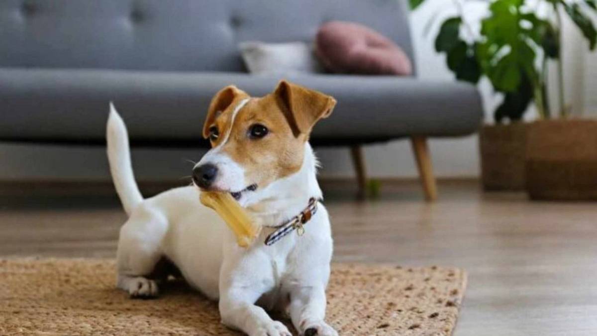 Cómo activar el nuevo escáner de Samsung que detecta enfermedades de tu mascota