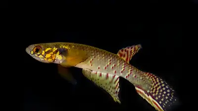 Moema claudiae. Moema claudiae.