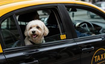 Cambio histórico en Mar del Plata: los taxis podrán transportar mascotas  | Animales
