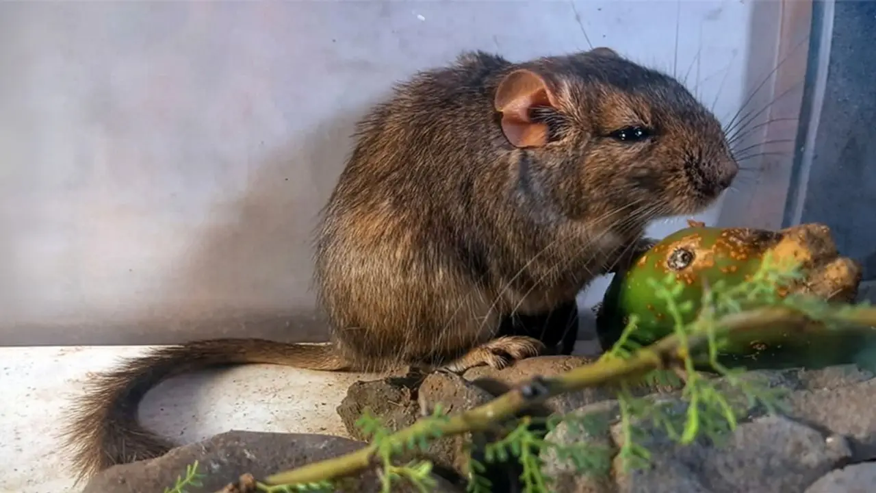 Rata vizcacha.