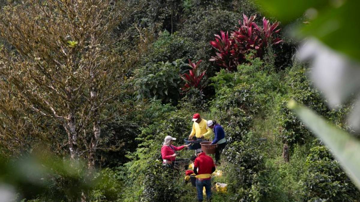 Costa Rica reporta su menor cosecha de café en 55 años
