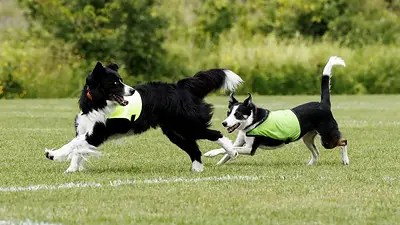 Ben y Sally, los perros que ahuyentan a las aves en campo de entrenamiento mundialista en Toronto Ben y Sally, los perros que ahuyentan a las aves en campo de entrenamiento mundialista en Toronto
