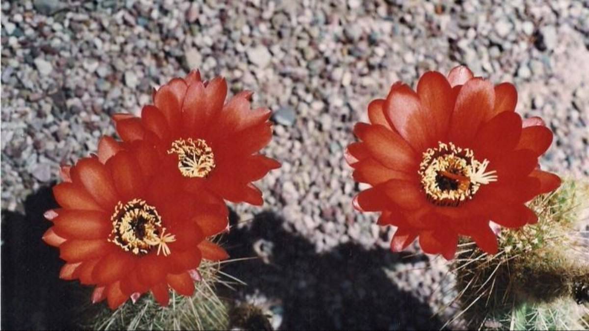 Es un jardín botánico único porque queda en altura: el paisaje vivo en lo alto de Jujuy