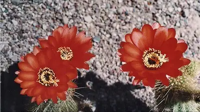 Es un jardín botánico único porque queda en altura: el paisaje vivo en lo alto de Jujuy Es un jardín botánico único porque queda en altura: el paisaje vivo en lo alto de Jujuy