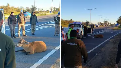 Es la primera vez que aparece un animal así en Panamericana y lo rescataron: está en peligro de extinción Es la primera vez que aparece un animal así en Panamericana y lo rescataron: está en peligro de extinción