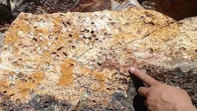 Cuando la Patagonia era un palmar: un hallazgo en Río Negro reescribe la historia natural de la Argentina Cuando la Patagonia era un palmar: un hallazgo en Río Negro reescribe la historia natural de la Argentina