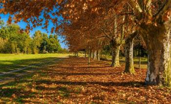 Es el pueblo del "millón de árboles" y convirtió el otoño en una actividad comunitaria | Turismo