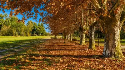 Es el pueblo del "millón de árboles" y convirtieron el otoño en una actividad comunitaria: cómo es la iniciativa "las hojas no son basura" Es el pueblo del "millón de árboles" y convirtieron el otoño en una actividad comunitaria: cómo es la iniciativa "las hojas no son basura"