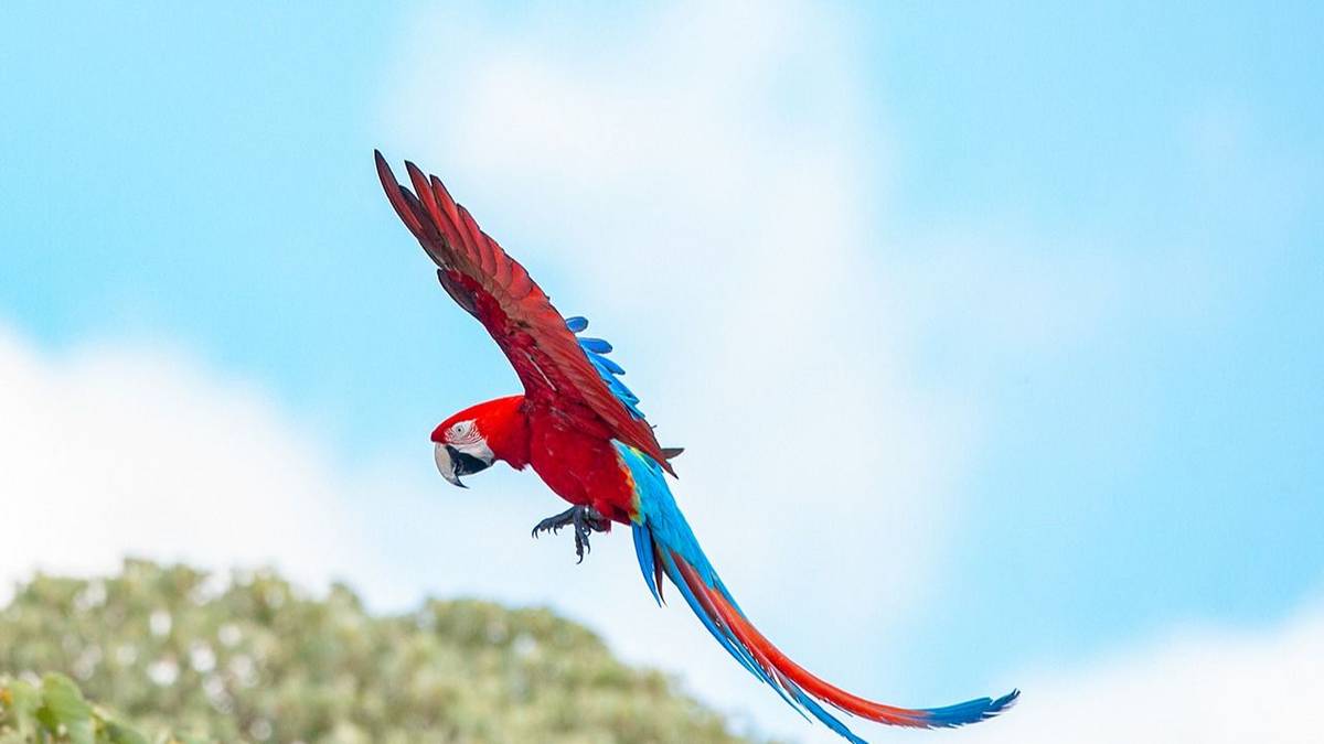 Vuelve después de 200 años: el importante animal en peligro de extinción que regresa a Brasil
