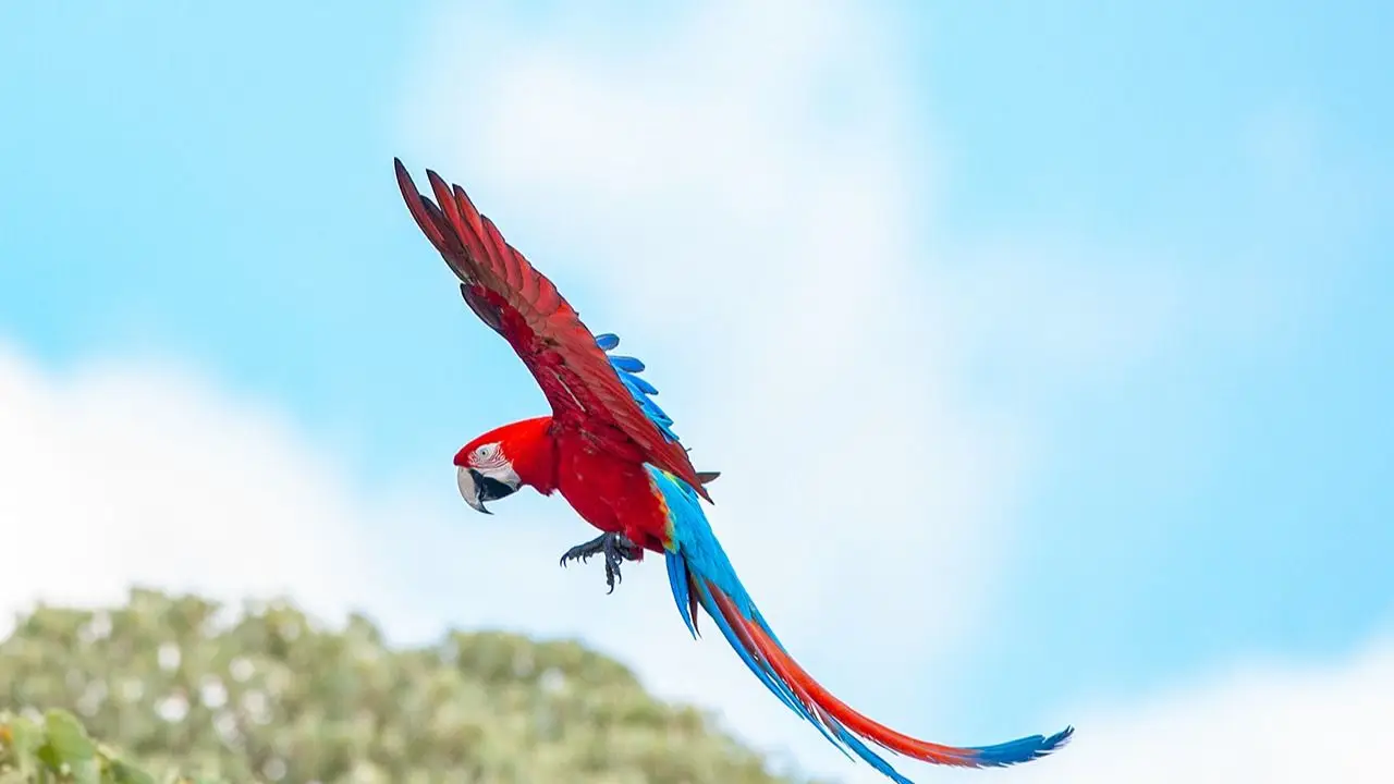 Vuelve después de 200 años: el importante animal en peligro de extinción que regresa a Brasil