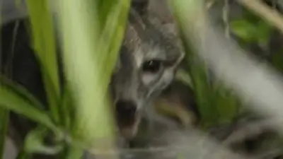 Vuelve después de 25 años: el animal en peligro de extinción que se expande por América Latina Vuelve después de 25 años: el animal en peligro de extinción que se expande por América Latina