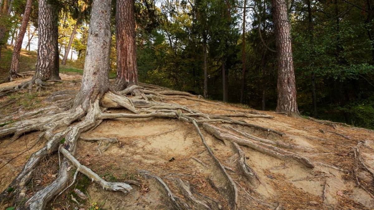 Proverbio africano: "Cuando las raíces son profundas, el árbol no tiene por qué temer al viento"