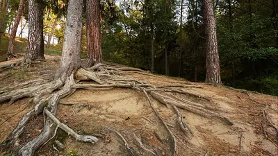 Árbol Árbol