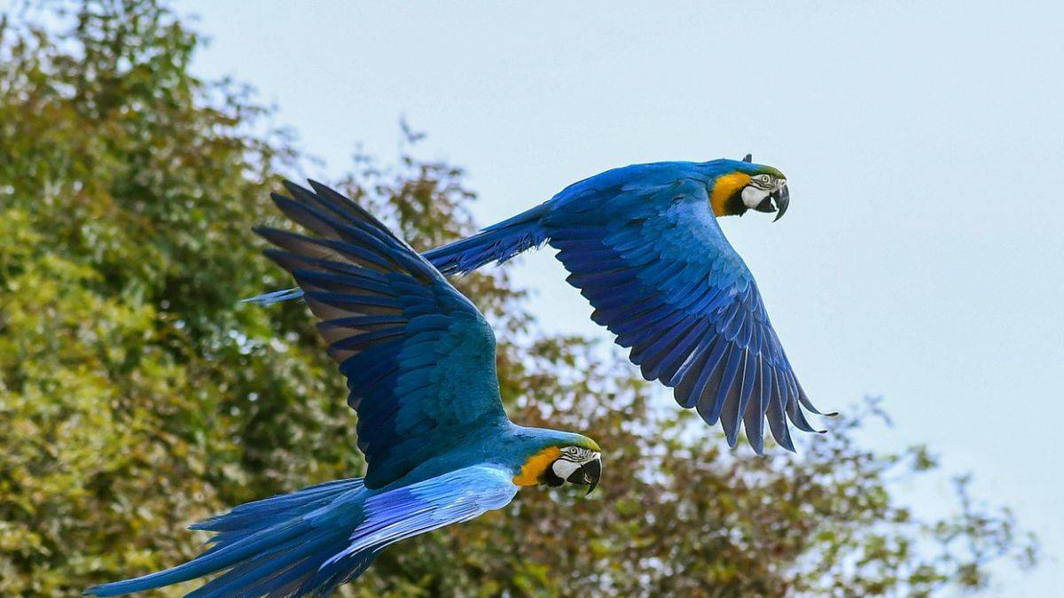 La mejor noticia para la biodiversidad argentina: reapareció una mítica especie tras años de ausencia