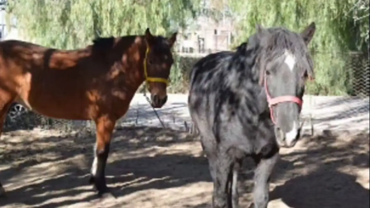 Las yeguas son seres sintientes: el fallo histórico argentino que pone en primera plana a los animales