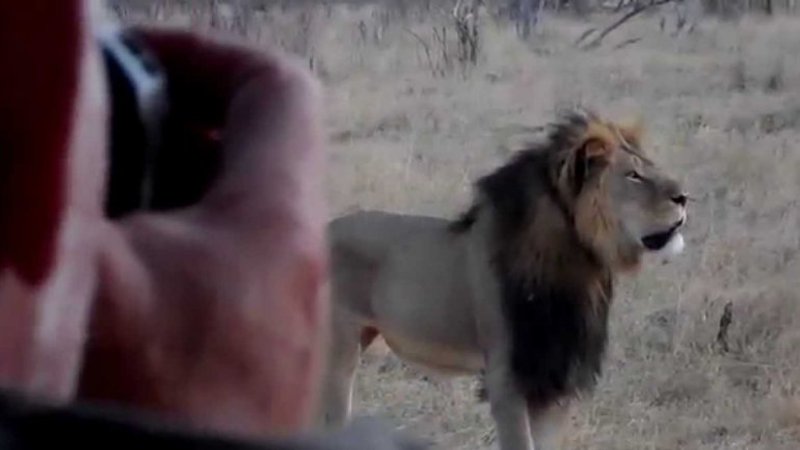 Dos zimbabuenses están acusados de matar al león Cecil