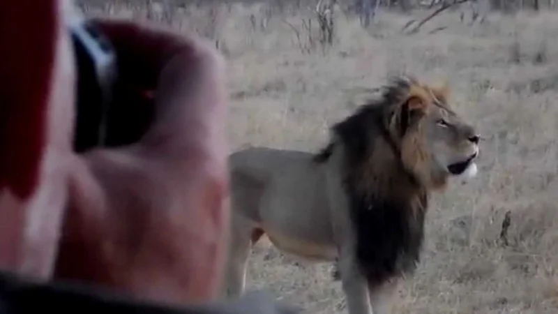 Dos zimbabuenses están acusados de matar al león Cecil