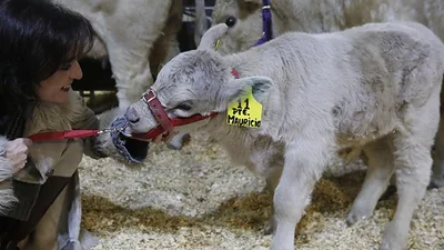 En la Rural, bautizaron a un animal con el nombre de Macri En la Rural, bautizaron a un animal con el nombre de Macri