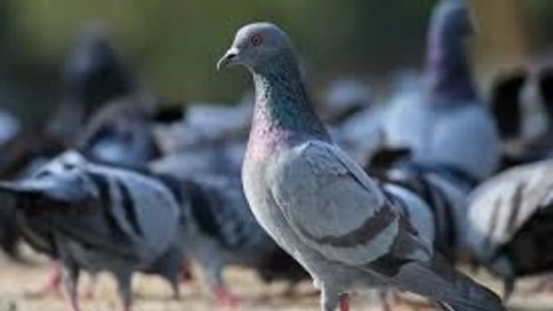 La peor cara de la crisis: Los detuvieron por robar palomas para comer