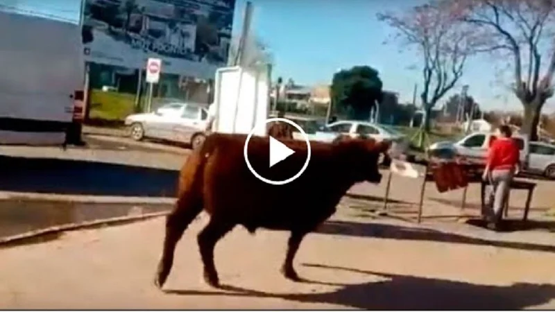 Los Polvorines: un toro se escapó y atacó a una mujer frente a un frigorífico