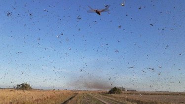 Nuevas imágenes de las langostas que azotan el norte del país