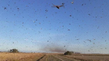 Nuevas imágenes de las langostas que azotan el norte del país