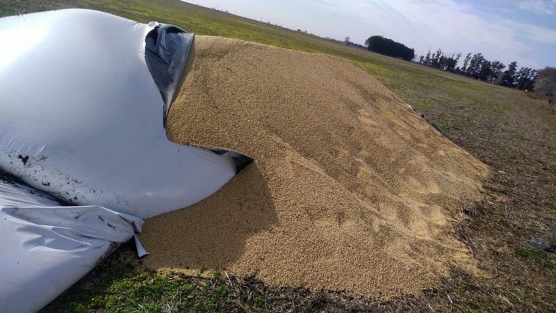 Silobolsas rotas: El proyecto del Frente de Todos para penar el vandalismo rural