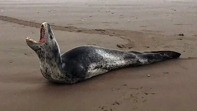 Alarma por extraña aparición de una foca leopardo en la costa argentina Alarma por extraña aparición de una foca leopardo en la costa argentina