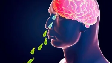 Preocupación por la aparición de una ameba "comecerebro"