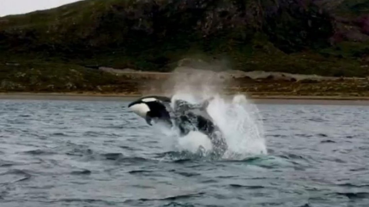 Video: orcas llegaron a la costa argentina y sorprendieron con sus saltos