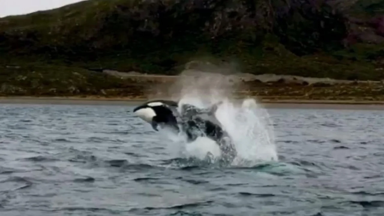 Video: orcas llegaron a la costa argentina y sorprendieron con sus saltos